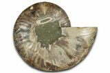 Cut & Polished Ammonite Fossil (Half) - Madagascar #359552-1